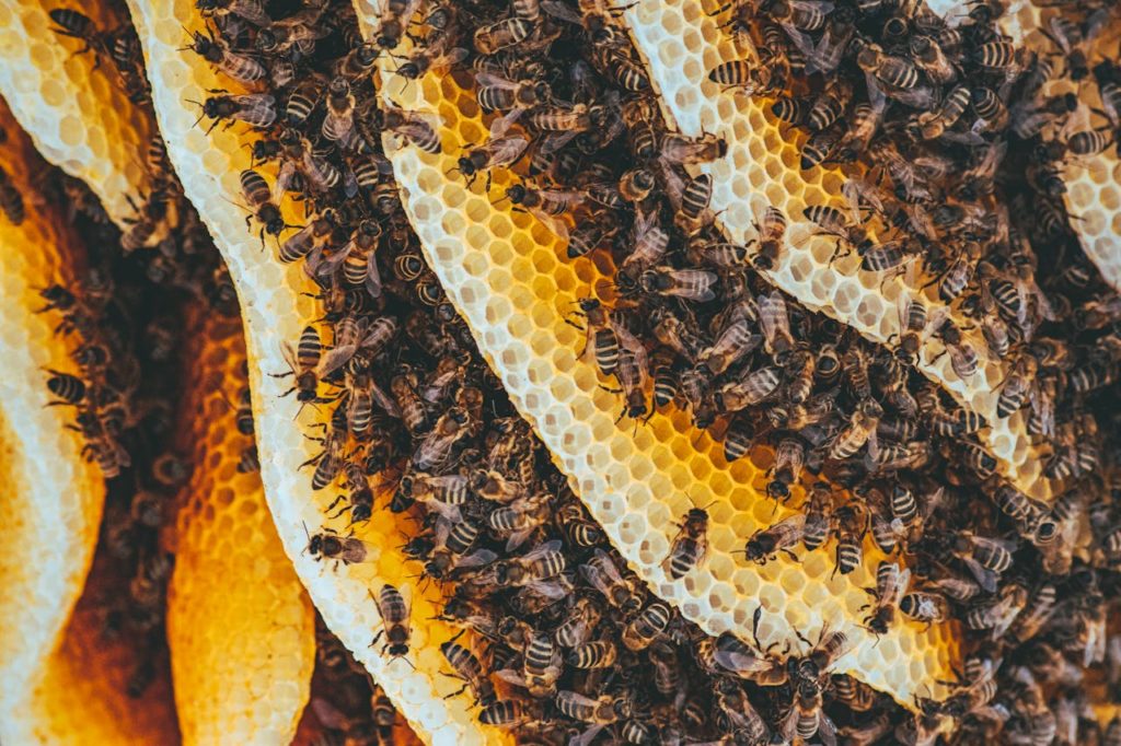 alimento abejas